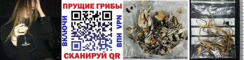 где продают наркотики  Екатеринбург  Псилоцибиновые грибы Psilocybine cubensis 